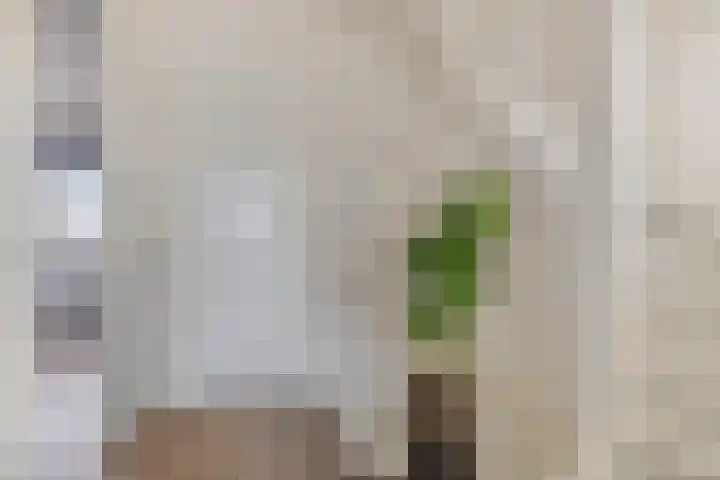 Linde 34 Leek thumbnail 22