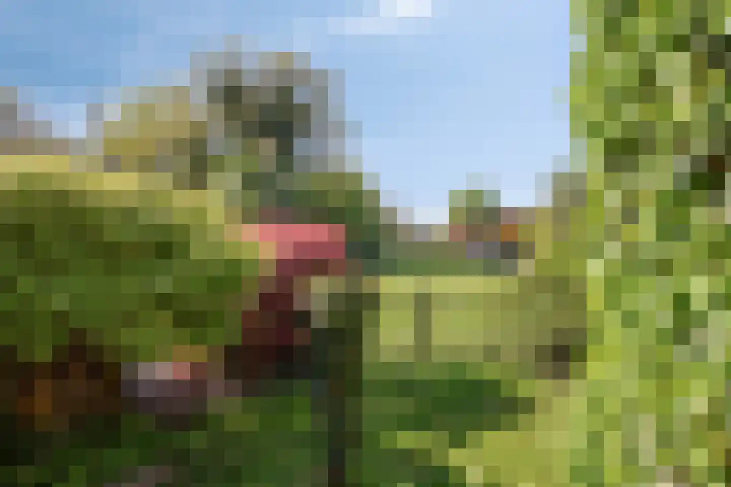 Linde 42 Heino thumbnail 44