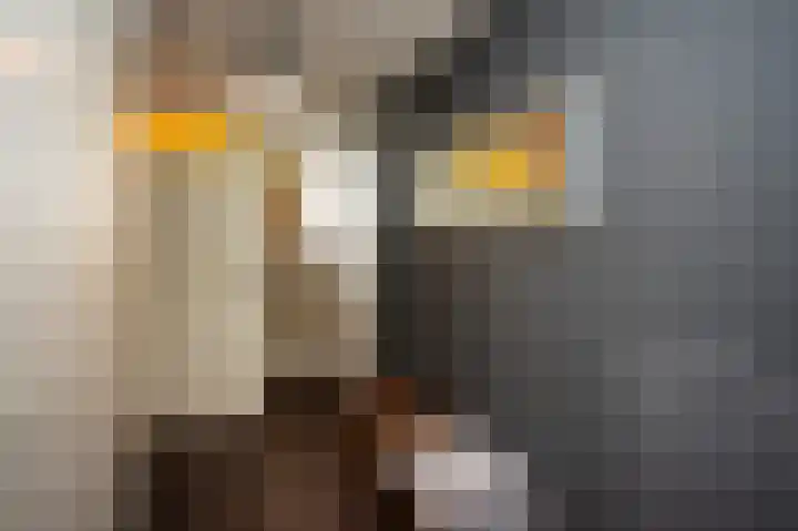 Lindeboom 46 Mook thumbnail 7