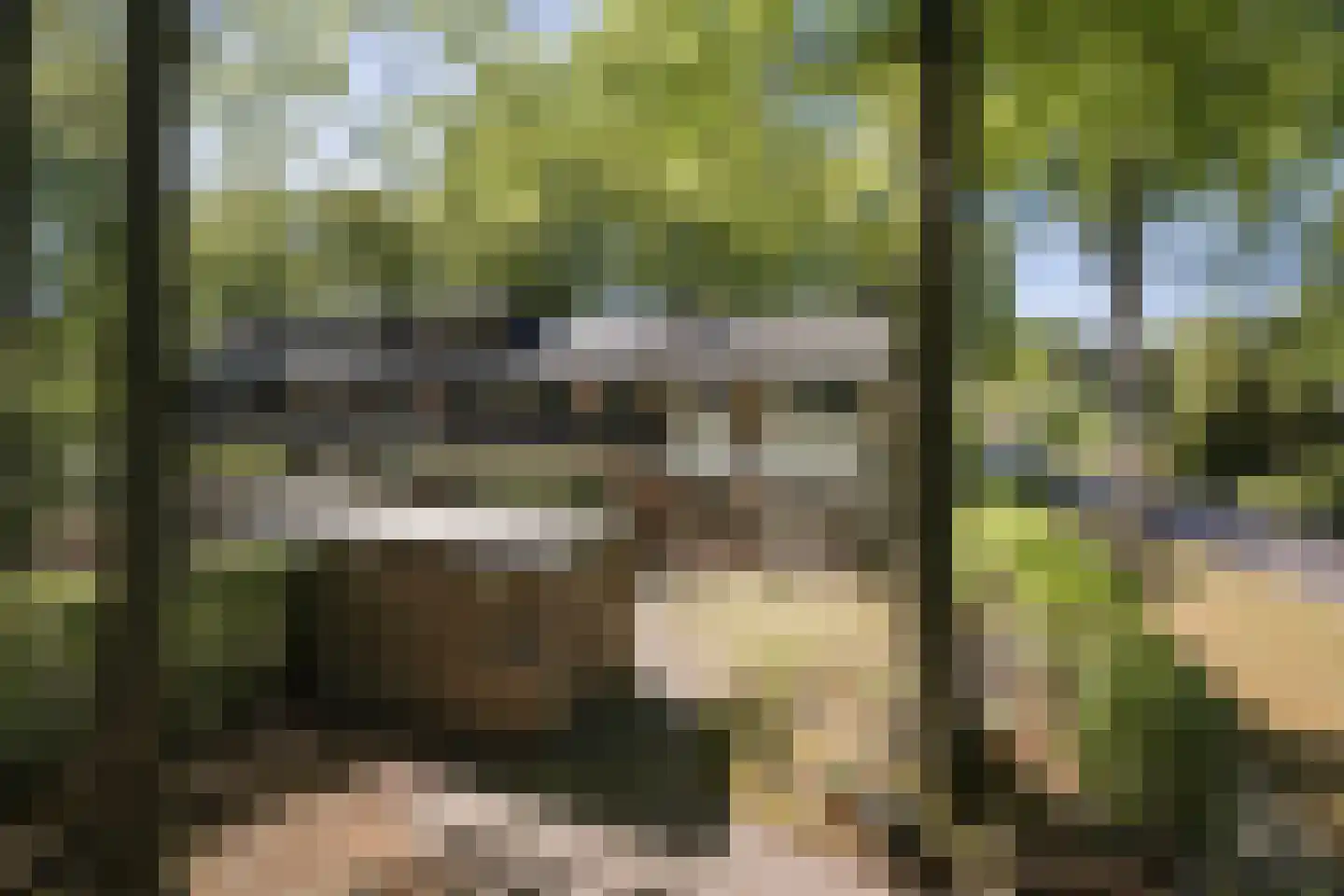 Lindeboomlaan 2 Wolfheze thumbnail 24