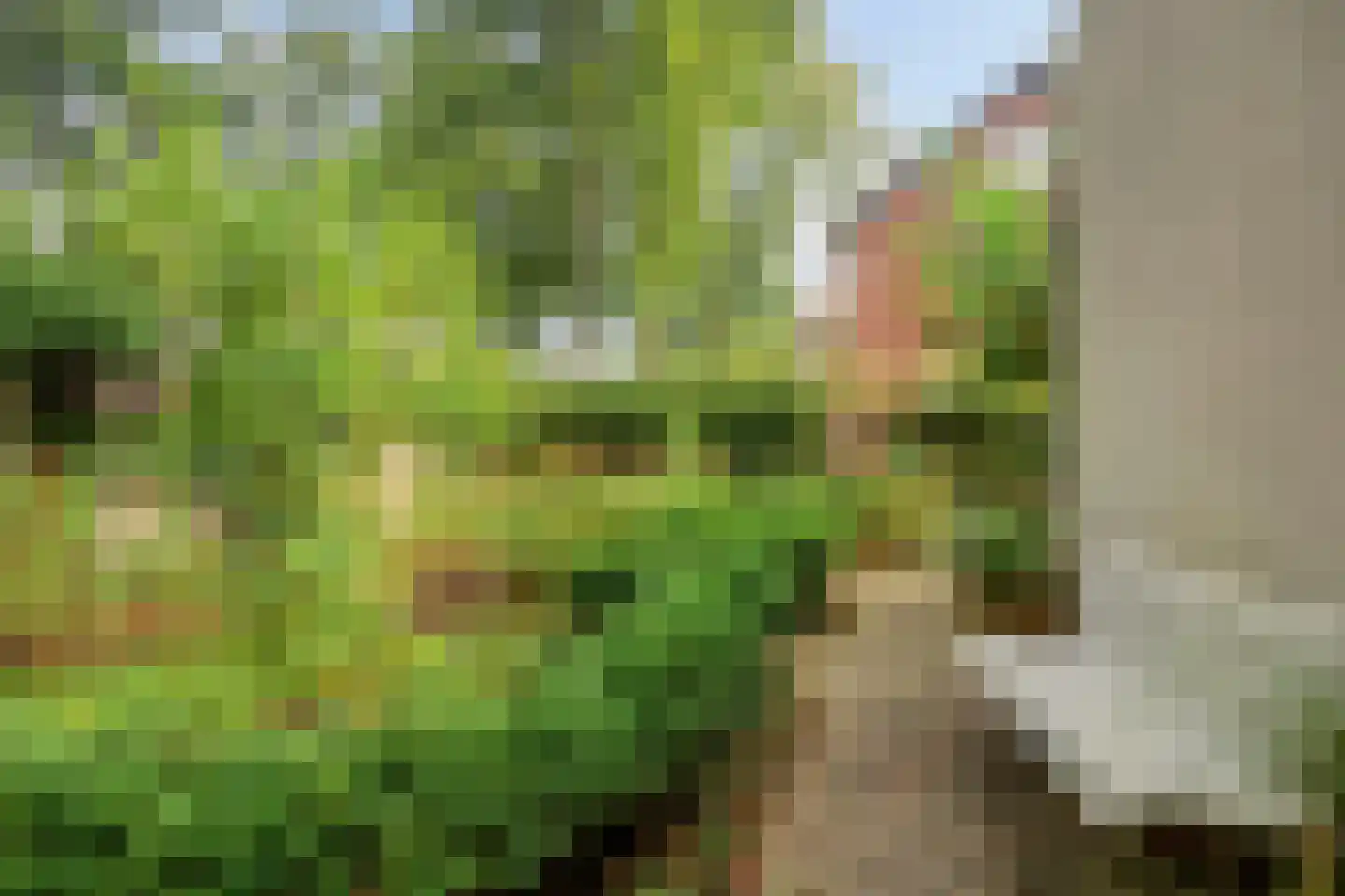 Lindeboomlaan 39 Wolfheze thumbnail 38