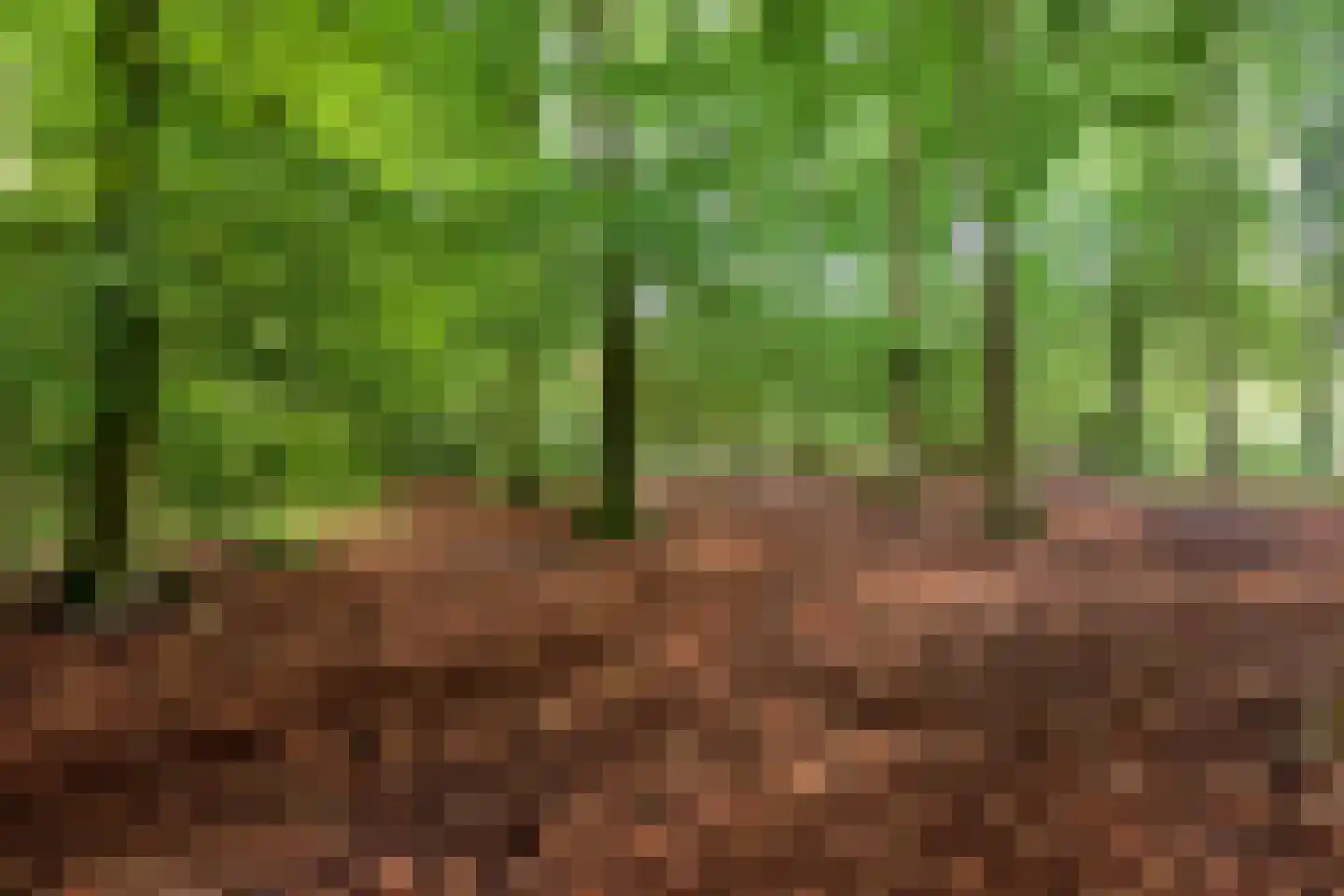 Lindeboomlaan 39 Wolfheze thumbnail 41