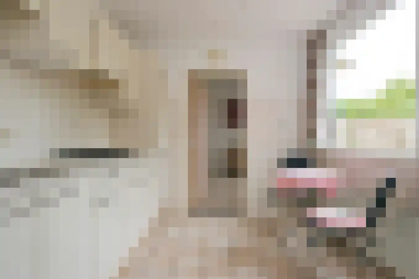 Lindeboomlaan 72 Wolfheze thumbnail 10