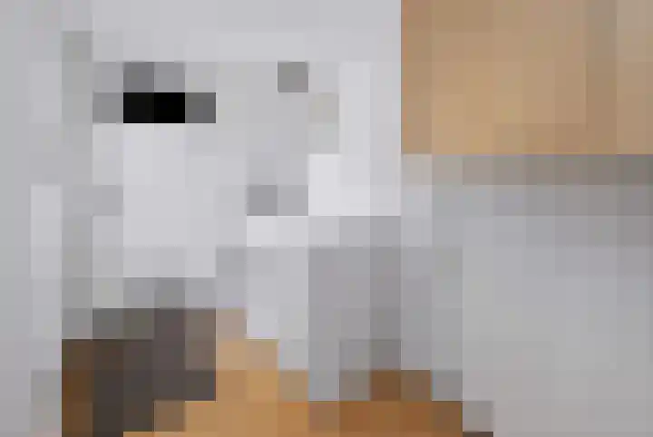Lindelaan 11 Dieren thumbnail 14