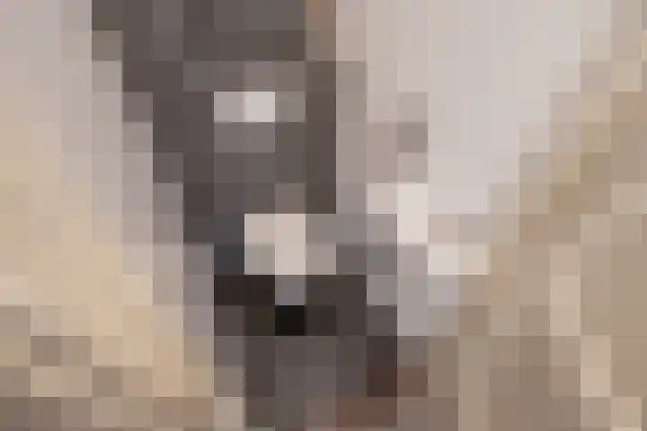 Lindelaan 181 Rijswijk thumbnail 4