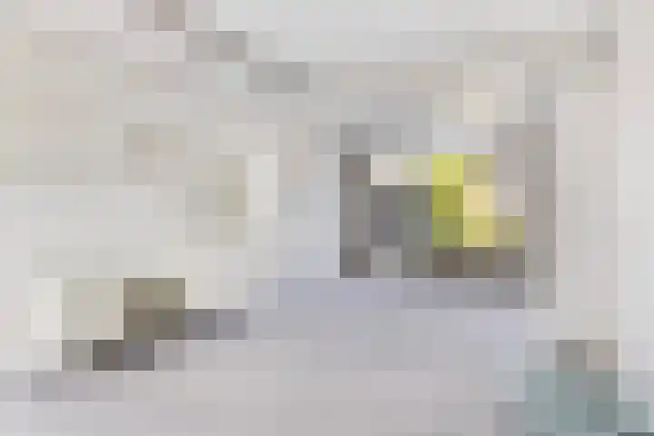 Lindelaan 93 Dordrecht thumbnail 6
