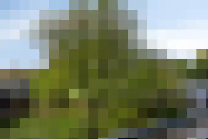 Lindenburg 24 Roosendaal thumbnail 5