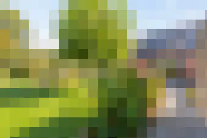 Lindenhof 2 Aduard thumbnail 17