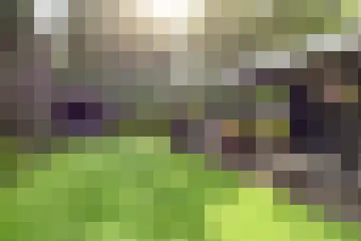Lindenlaan 14 Nuenen thumbnail 35