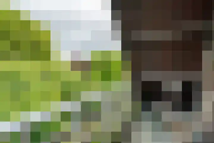 Lindenlaan 19 B Heerhugowaard thumbnail 39