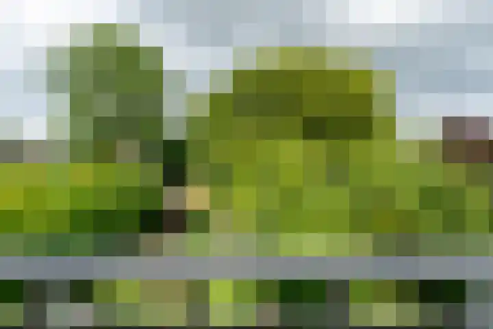 Lindenlaan 19 B Heerhugowaard thumbnail 41