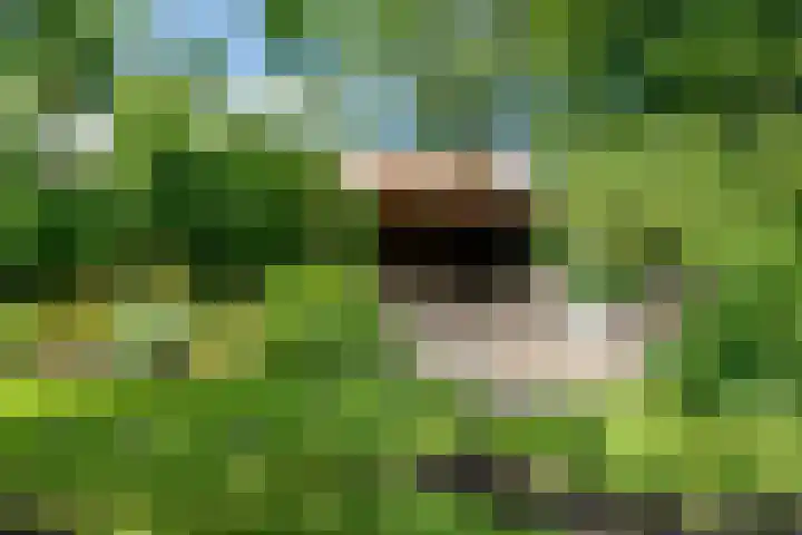 Lindenlaan 19 B Heerhugowaard thumbnail 59