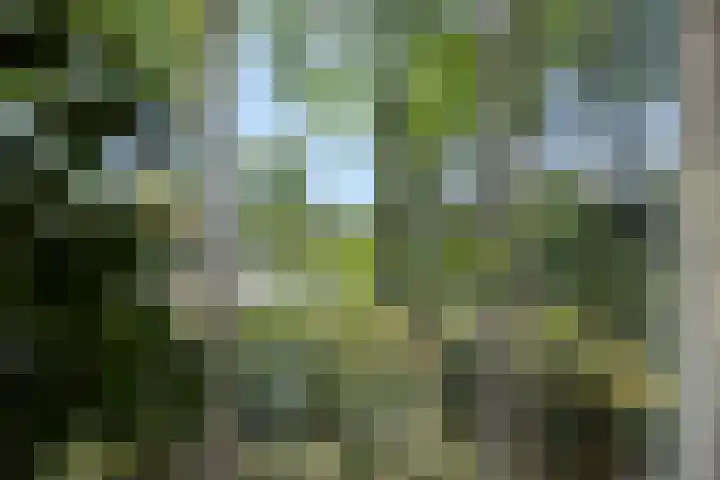 Lindenlaan 23 Heesch thumbnail 15