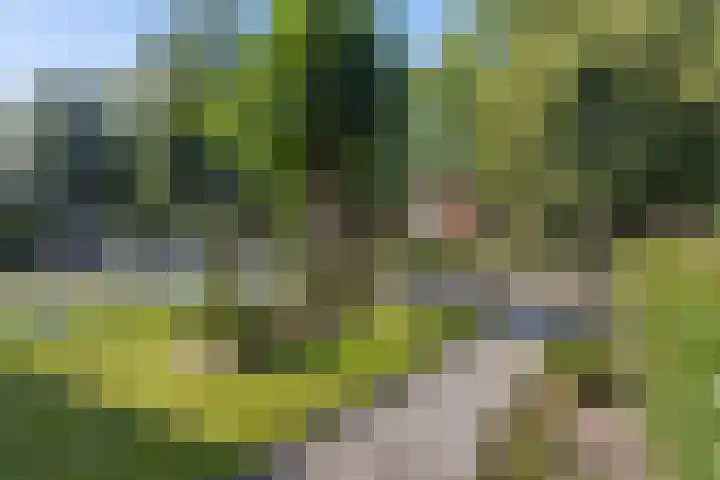 Lindenlaan 3 Wolvega thumbnail 11