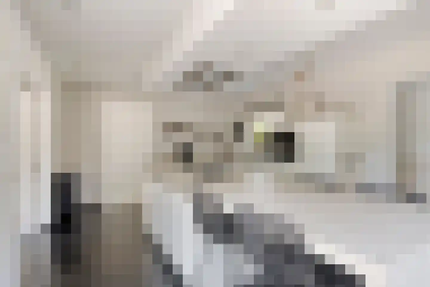 Lindenlaan 31 Bergen L thumbnail 18