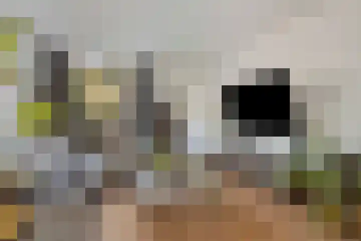 Lindenlaan 48 Alkmaar thumbnail 6