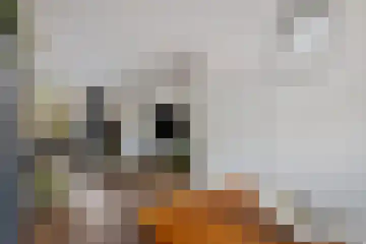 Lindenlaan 48 Alkmaar thumbnail 9