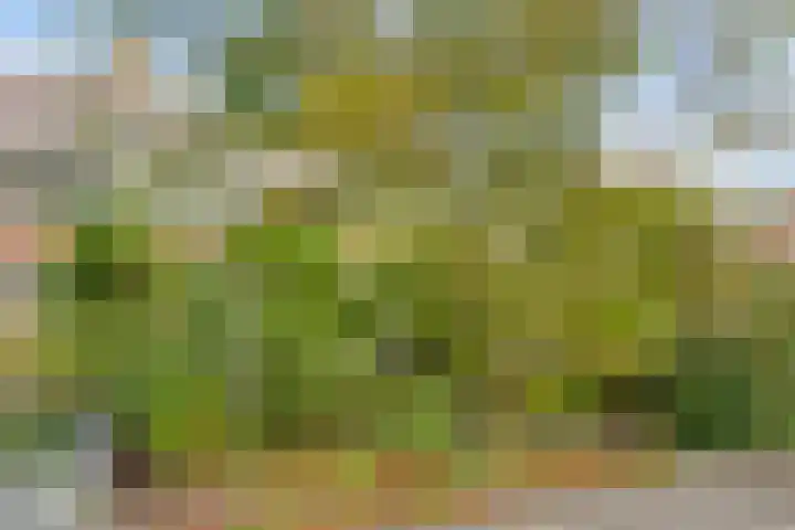 Lindenlaan 52 Schagen thumbnail 34