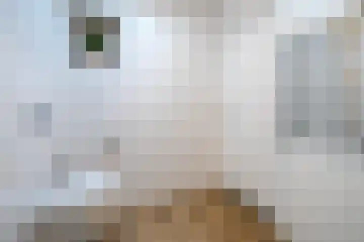 Lindenlaan 66 Alkmaar thumbnail 38