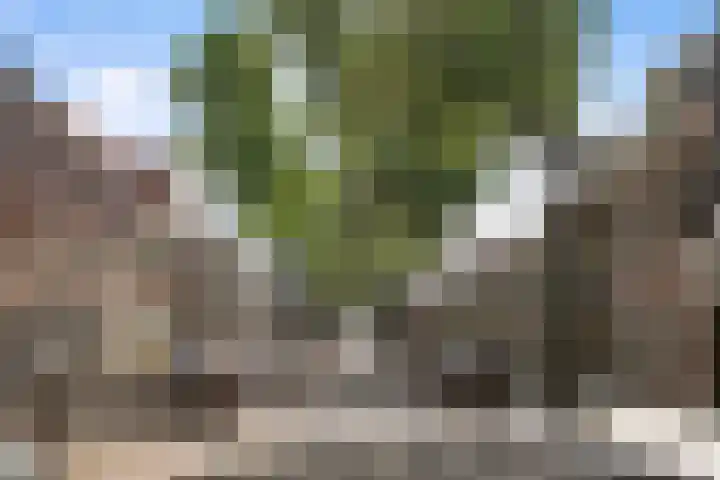 Lindenlaan 72 Alkmaar thumbnail 52
