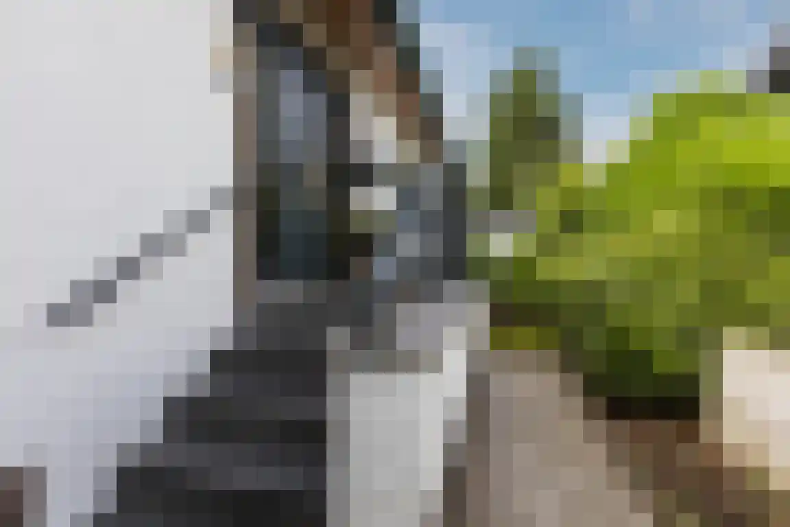 Lindenlaan 8 Ossendrecht thumbnail 4