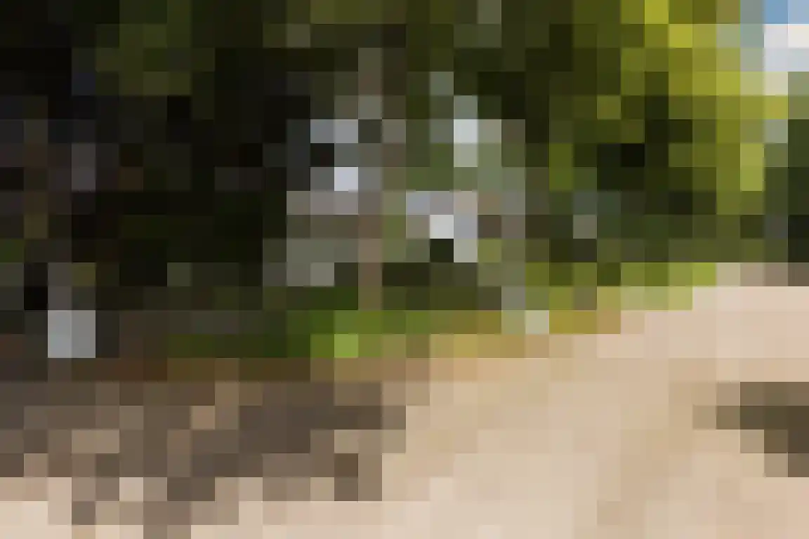 Lindenlaan 8 Ossendrecht thumbnail 68