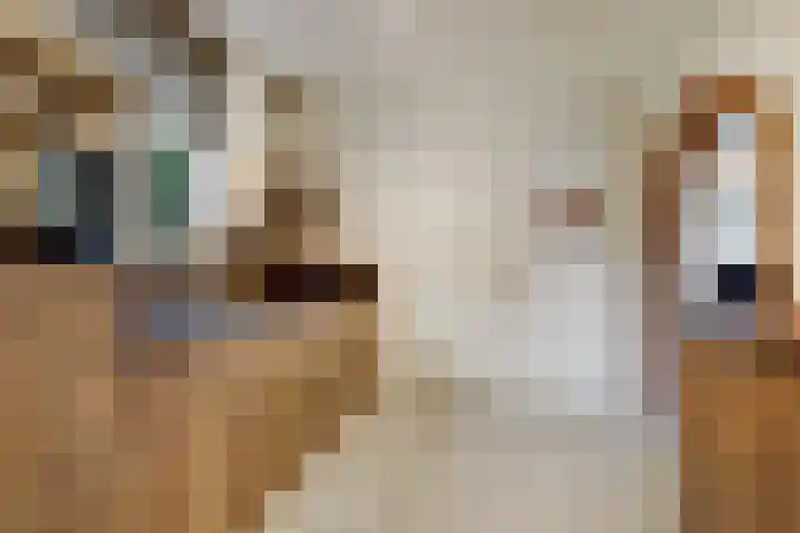 Lindenlaan 9 Bergen L thumbnail 12