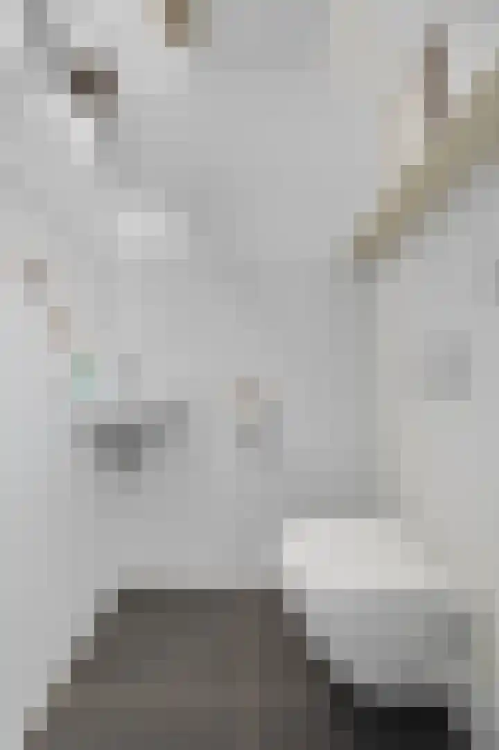 Lindenplantsoen 46 Bosschenhoofd thumbnail 10