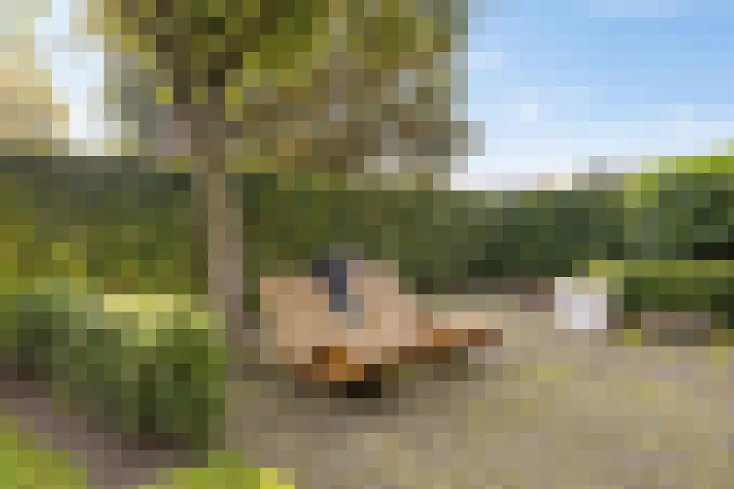Lindenstraat 19 A Alteveer thumbnail 37