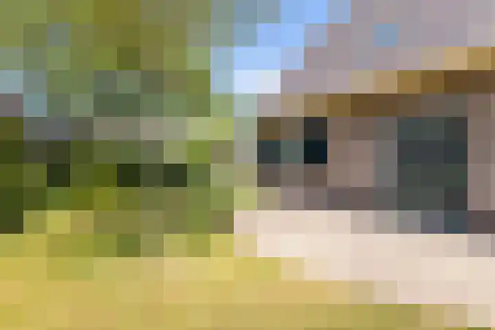Lindeselaak 7 Wichmond thumbnail 43