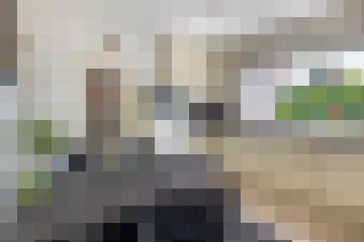 Lindestraat 101 Eersel thumbnail 17