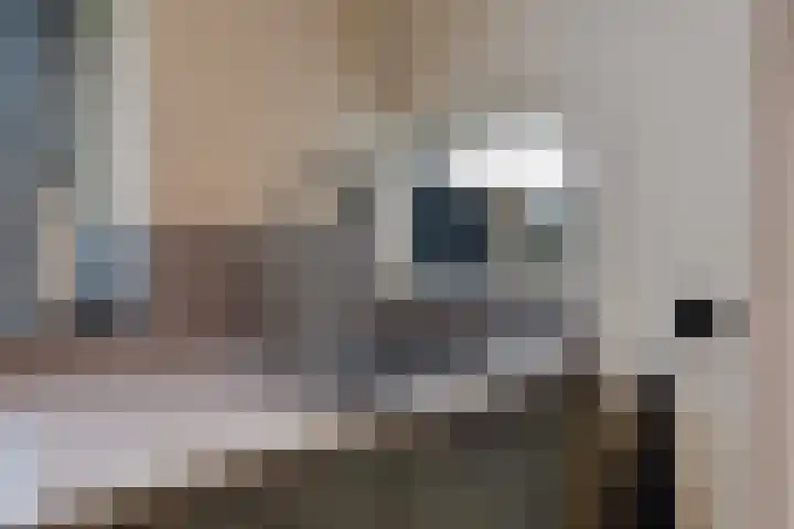 Lindtsedijk 1 Heerjansdam thumbnail 14
