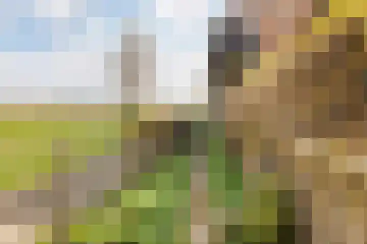 Lindtsedijk 103 Heerjansdam thumbnail 71