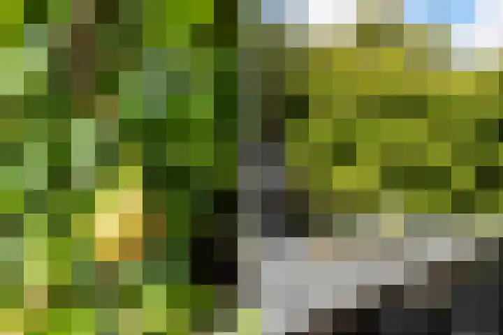 Linebeamleane 16 Stiens thumbnail 24