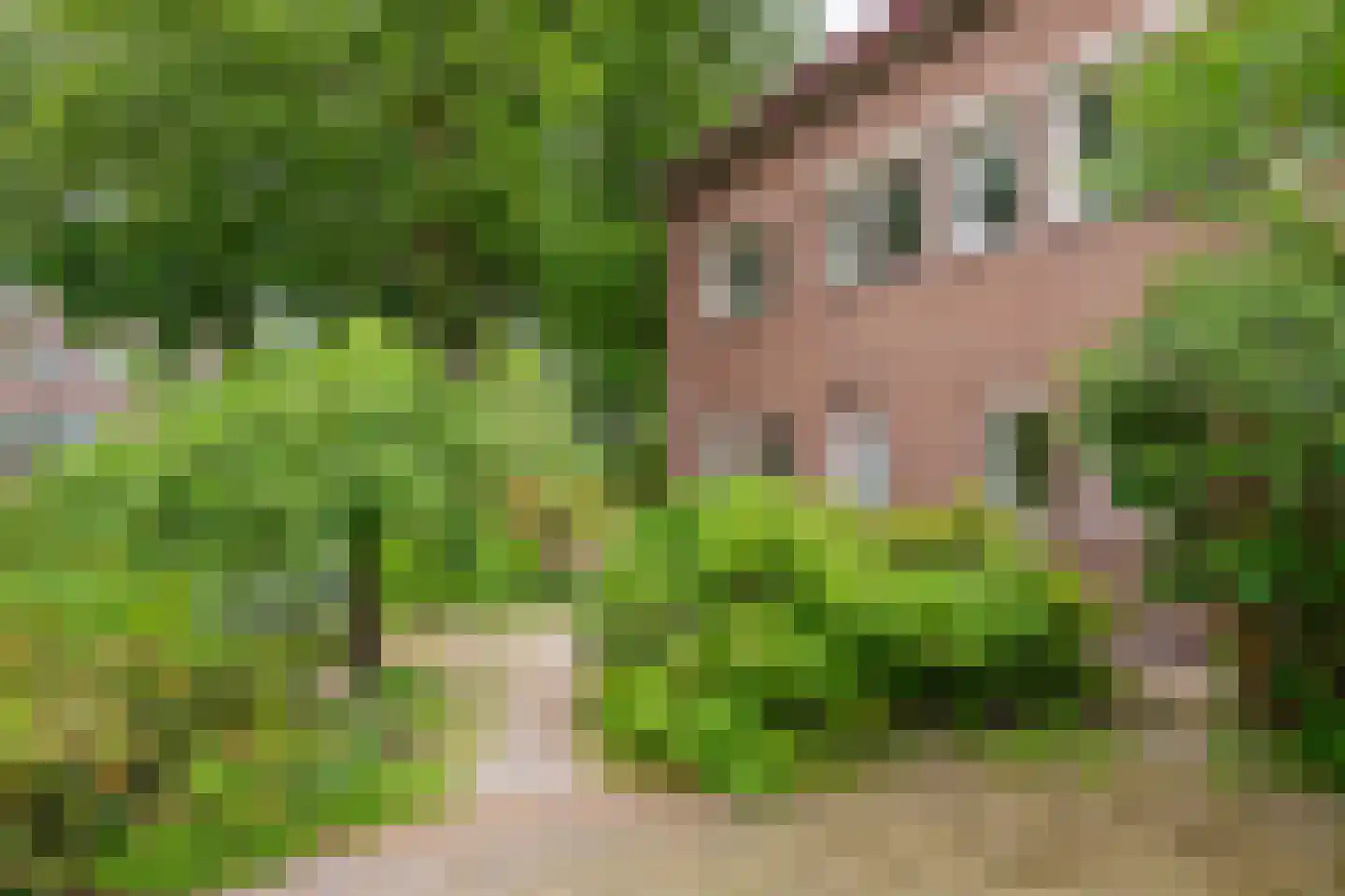 Lingedijk 142 Tricht thumbnail 6