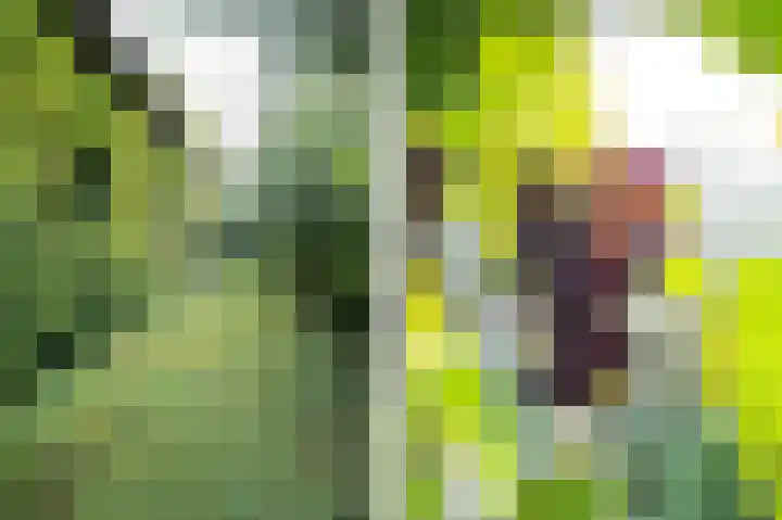 Lingedijk 8 Acquoy thumbnail 83