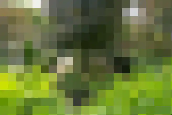 Lingerzijde 37 a Edam thumbnail 27
