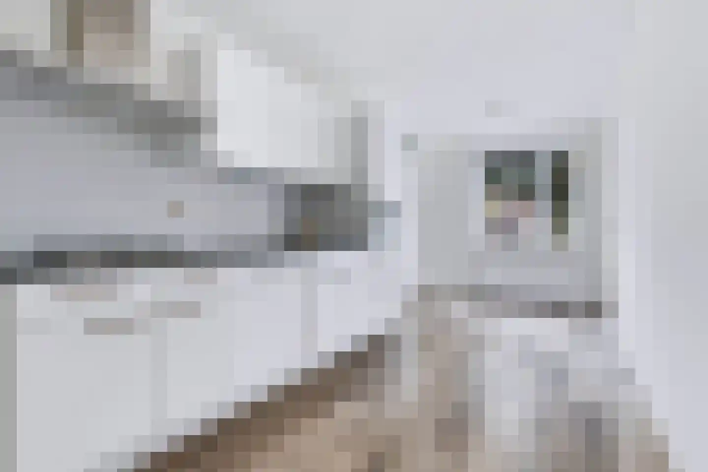Linie 609 Apeldoorn thumbnail 16