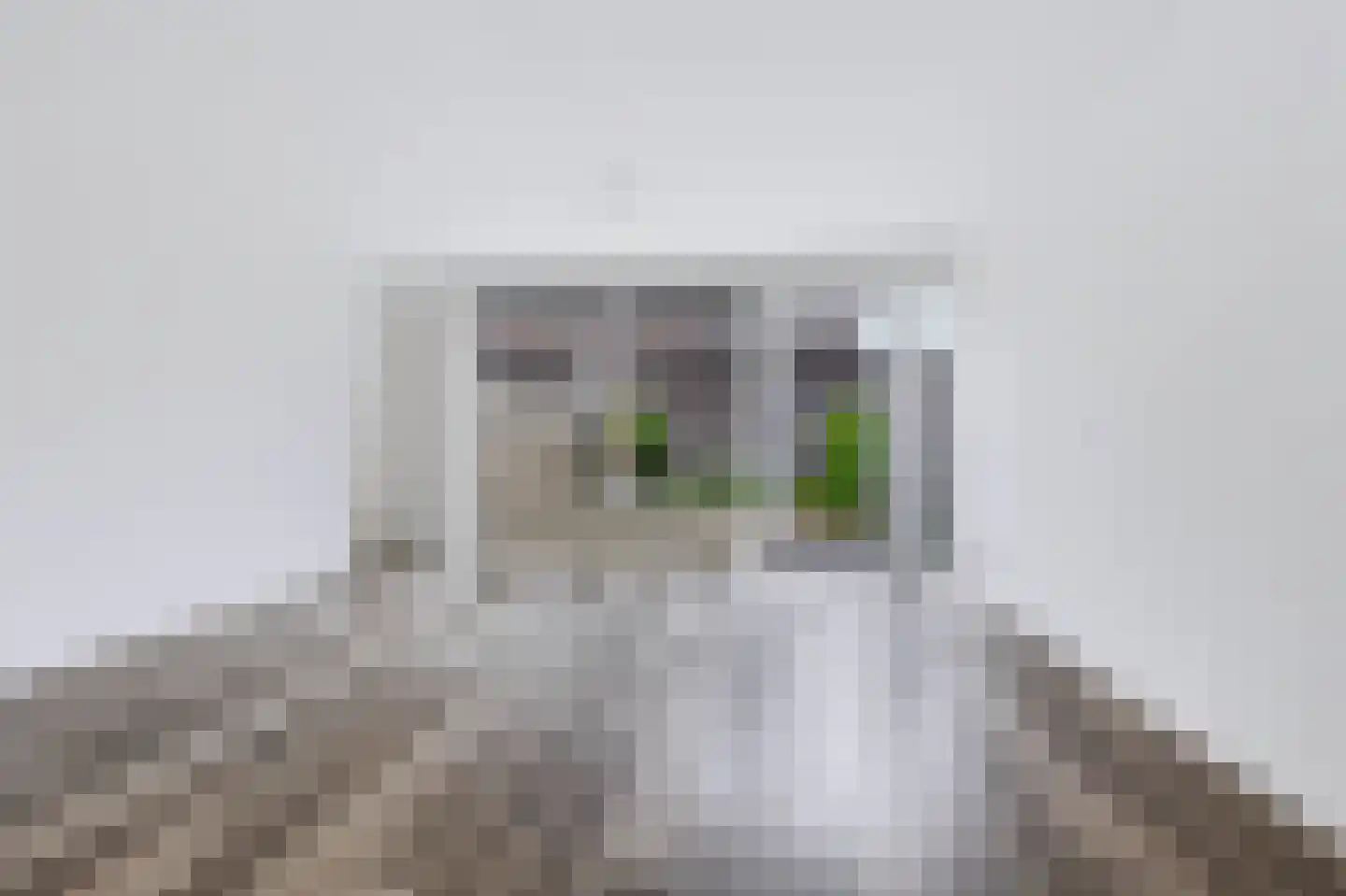 Linie 609 Apeldoorn thumbnail 8