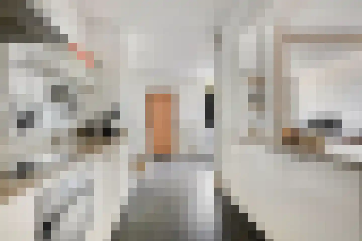 Liniestraat 303 Hulst thumbnail 15