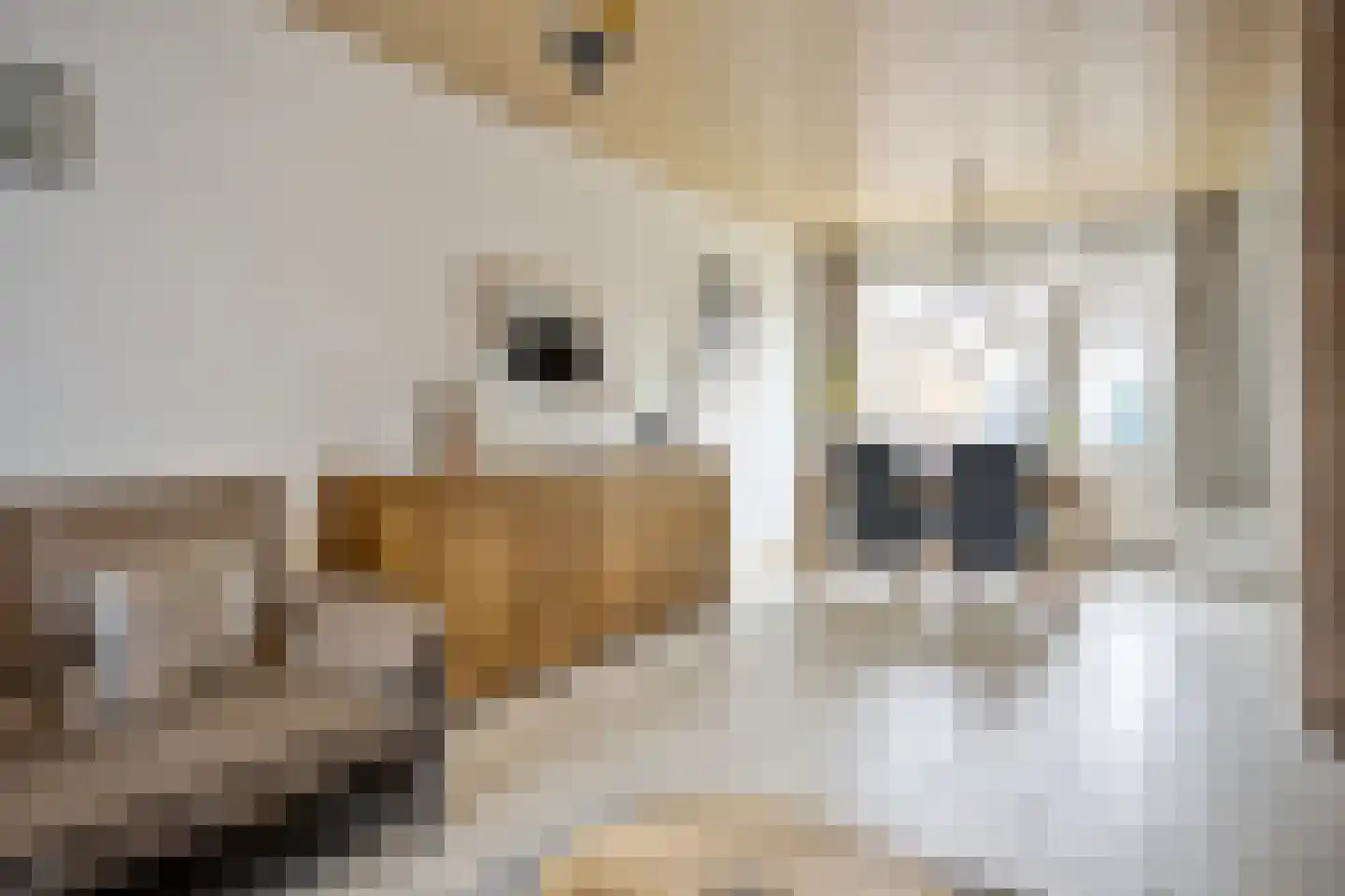 Liniestraat 57 Hulst thumbnail 7