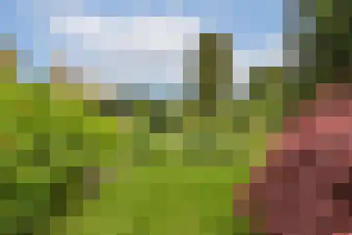 Linnaeuslaan 16 Aalsmeer thumbnail 15