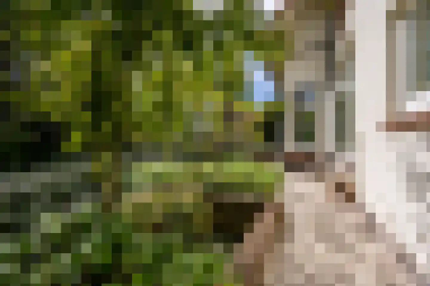 Linnaeuslaan 4 Haarlem thumbnail 27