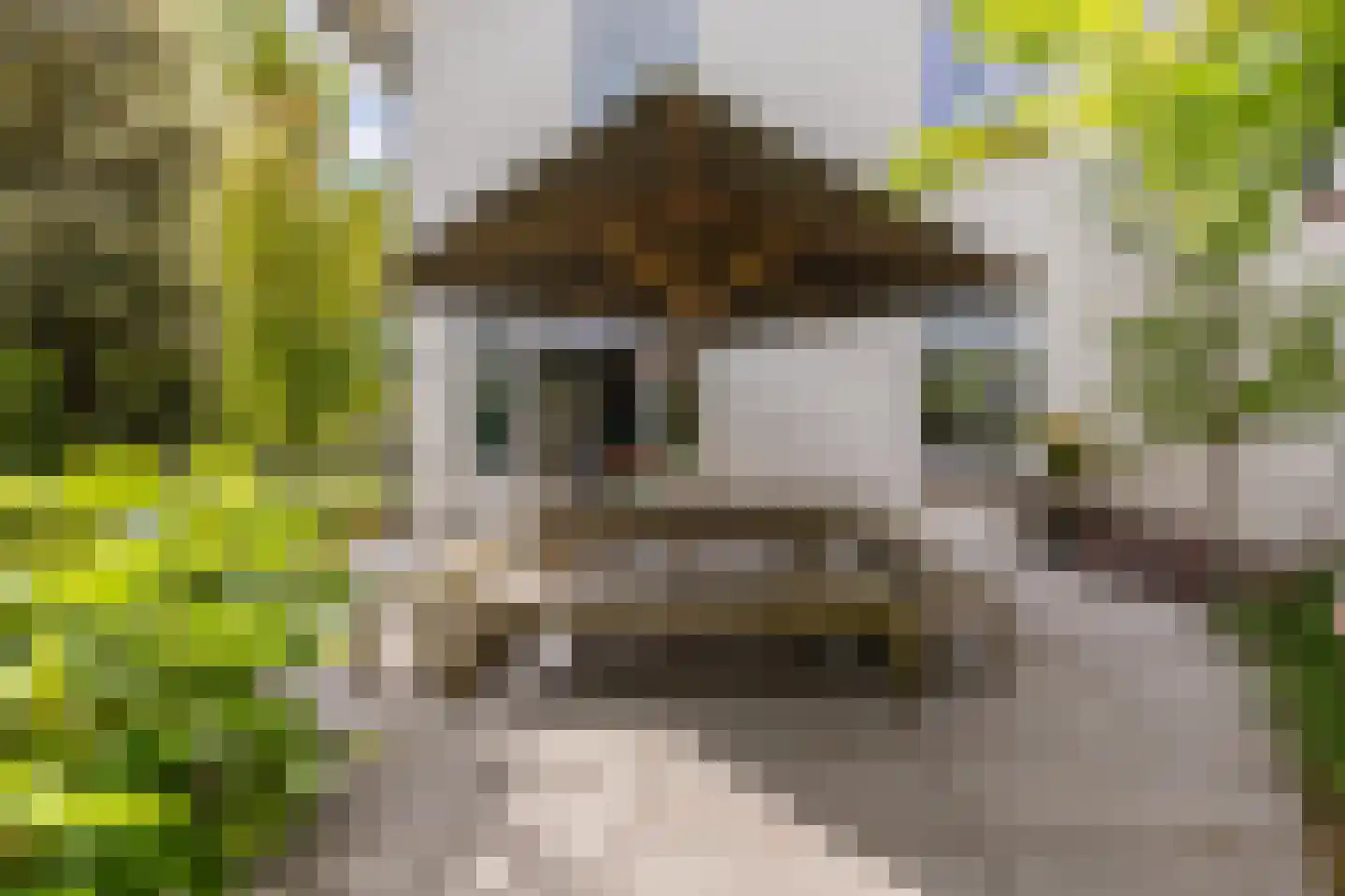 Linnaeuslaan 4 Haarlem thumbnail 31