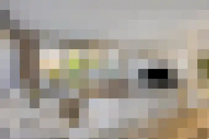 Linnaeuslaan 47 Veenendaal thumbnail 10