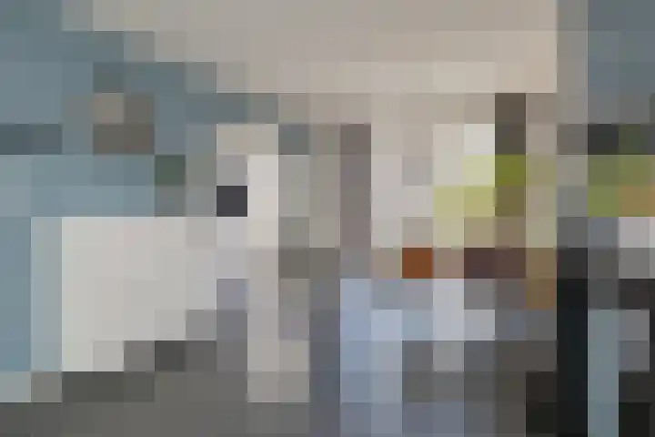 Linnaeusstraat 26 IJmuiden thumbnail 9