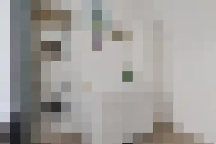 Linnaeusweg 56 Boskoop thumbnail 16
