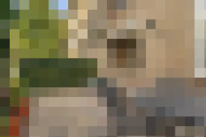 Linnaeusweg 56 Boskoop thumbnail 20