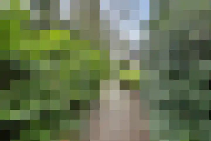 Linnaeusweg 64 Venlo thumbnail 23