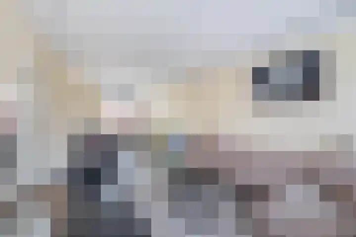 Linnenweverspad 22 Tegelen thumbnail 4
